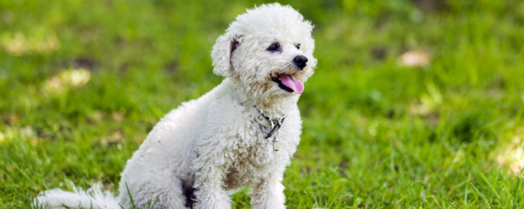 比熊嘴长嘴短的区别