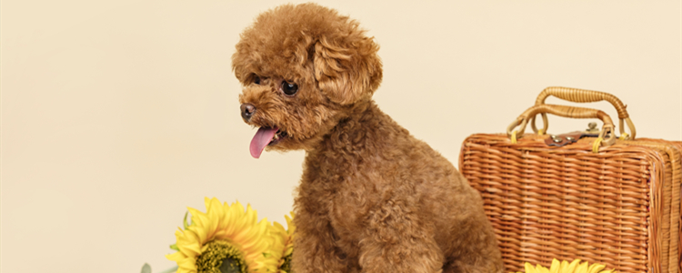 泰迪狗得急性脑炎多久会死亡