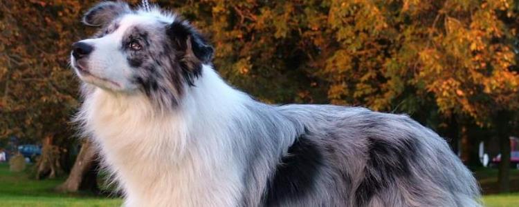 成年边牧尺寸对照表