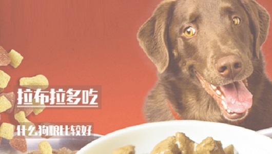 拉布拉多吃什么狗粮比较好