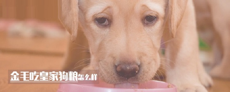金毛吃皇家狗粮怎么样
