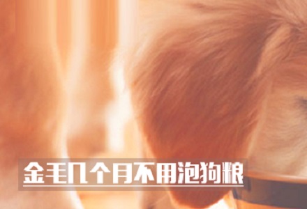 金毛几个月不用泡狗粮