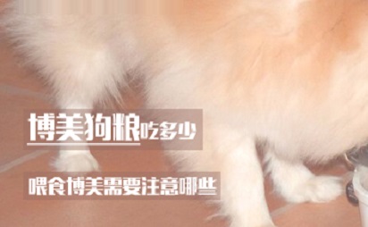 博美狗粮吃多少