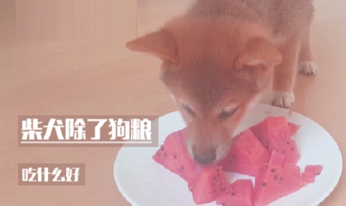 柴犬除了狗粮吃什么好