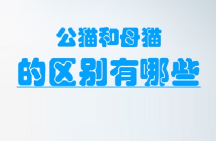 公猫和母猫怎么区别