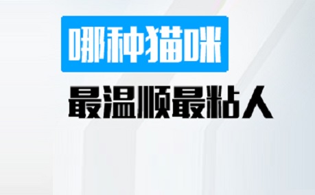 哪种猫咪最温顺最粘人