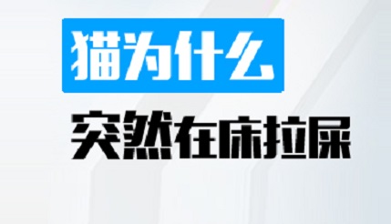 猫为什么突然在床拉屎