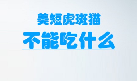 美短虎斑猫不能吃什么