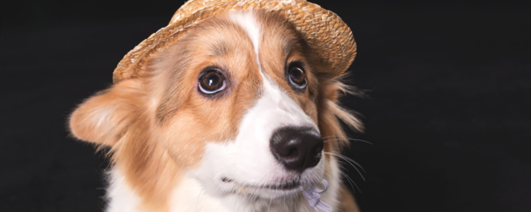 柯基犬一周吃几次蛋黄