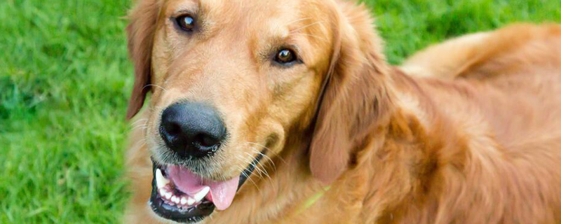 金毛平时都喂什么东西