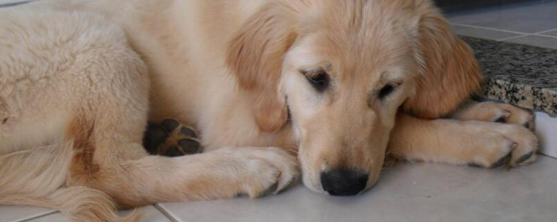 金毛属于中型犬还是大型犬