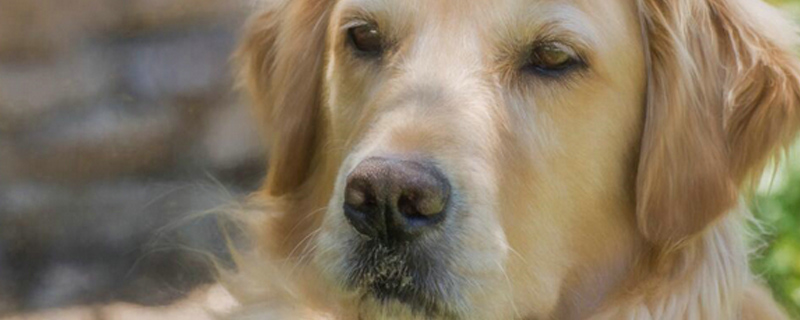 纯种金毛和不纯种区别