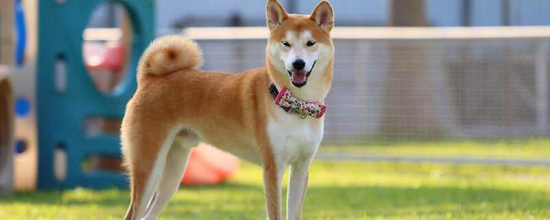 豆柴犬和柴犬区别