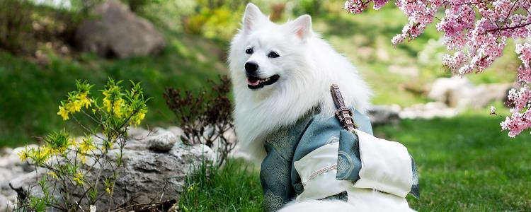 狗子可以吃香蕉吗