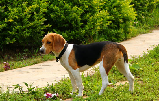 上海城市养犬管理条例 上海养犬管理条例