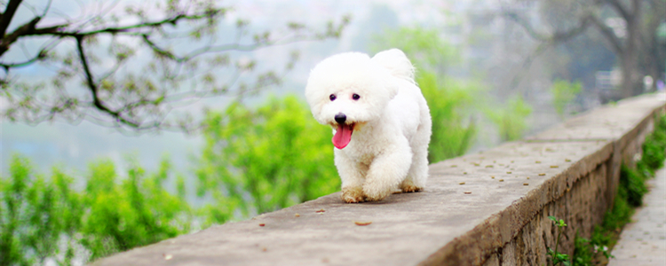 狗狗可以吃松茸吗