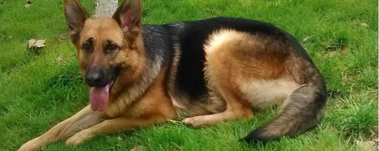 几年的德牧算老年狗