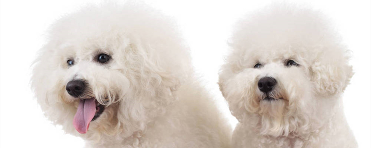 狗狗吃了生玉米怎么办