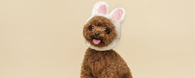 泰迪可以吃葡萄皮吗