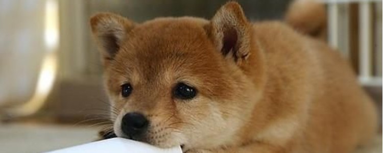 狗狗为什么用前脚捂脸