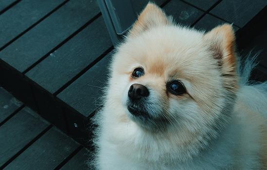 狗狗被太阳晒死的症状