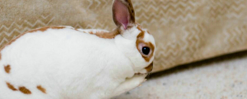 兔子的尾巴像什么