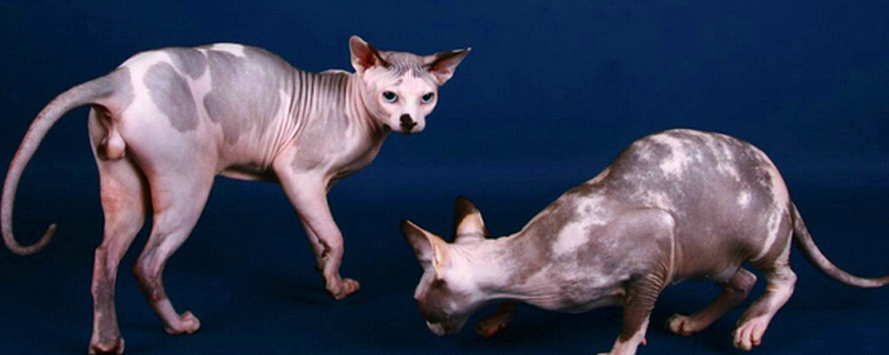 猫咪会换牙齿吗