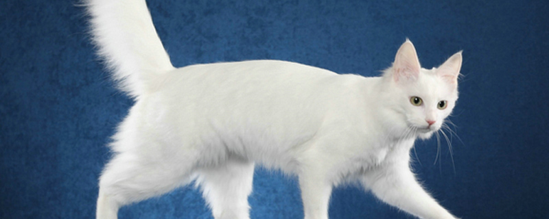 猫睡在枕头旁说明什么