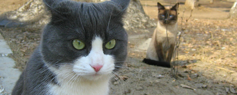 猫吃草是怎么回事