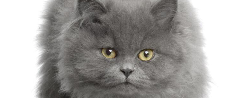 英国短毛猫饲养容易吗