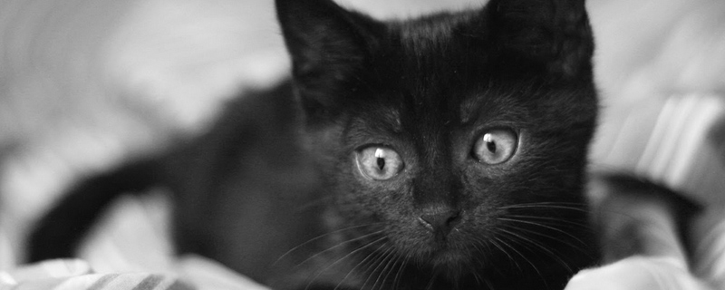 猫咪肛门总有残留的屎