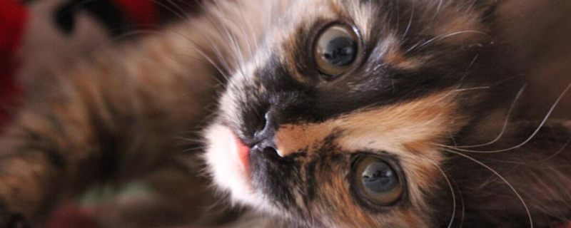 玳瑁猫和三花猫的区别