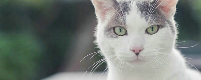 家养的猫抓伤要打针吗