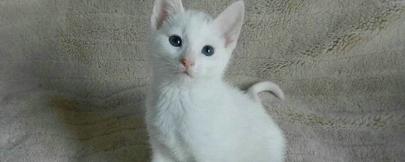 幼猫能吃什么食物