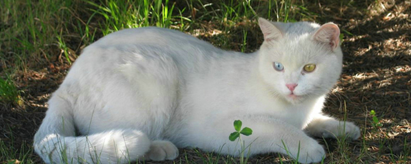 猫体重年龄对照表