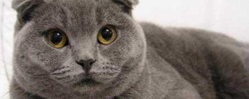英短猫什么颜色贵