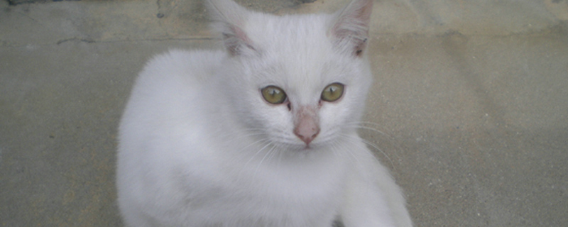 母猫和公猫区别