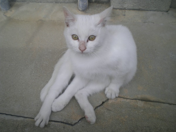 母猫和公猫区别