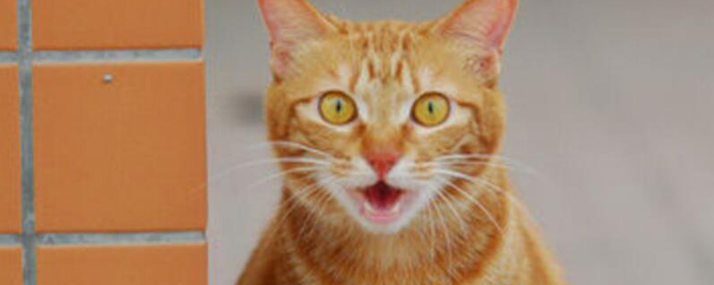 土猫可以发腮吗