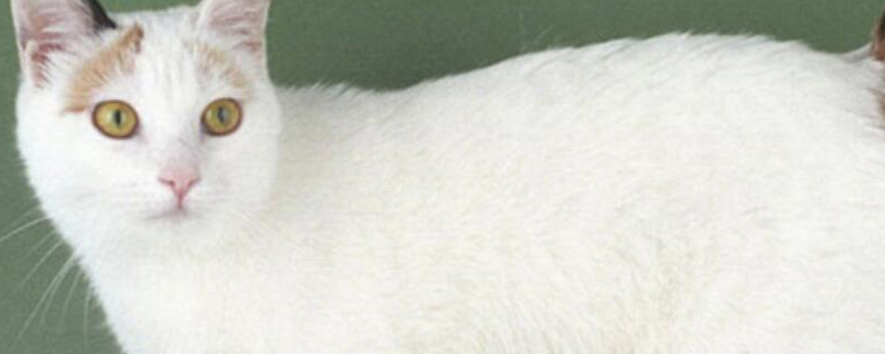 日本猫品种 日本猫品种有哪些