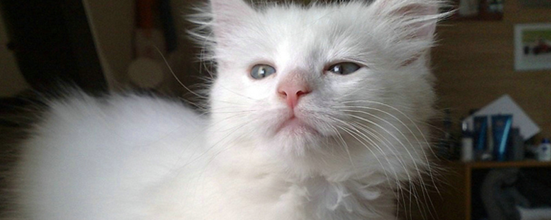 最简易的猫窝制作方法