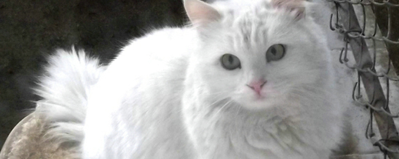 猫的鼻子是干的还是湿的