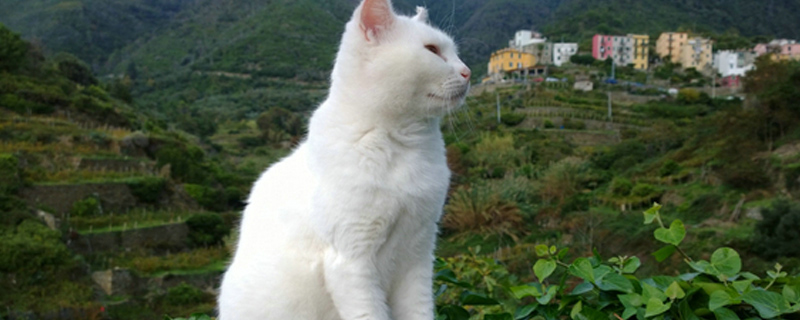 母猫吃小猫会留下头吗