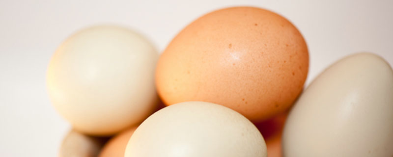 小猫可以吃鸡蛋吗