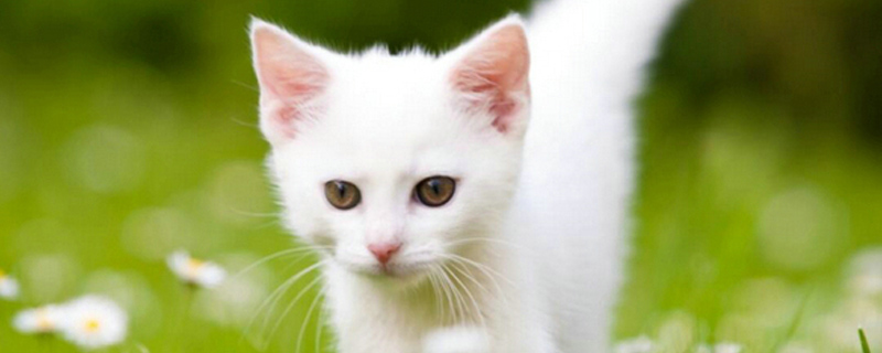 猫咪嘴巴旁边有黑点