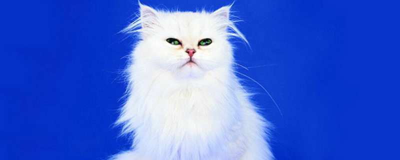 怎样养猫 需要准备些什么