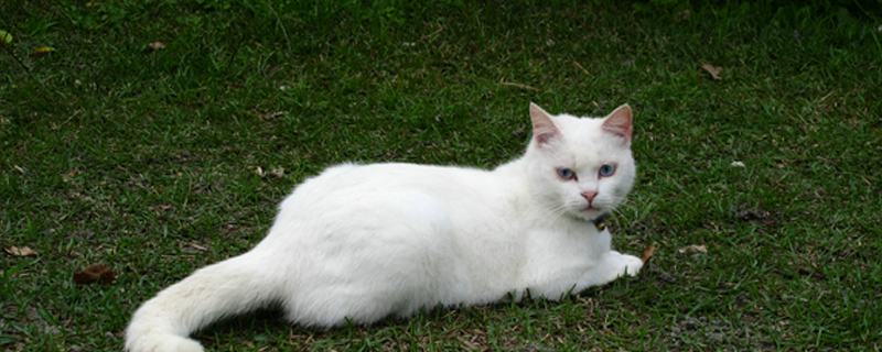 猫受伤了能自愈吗