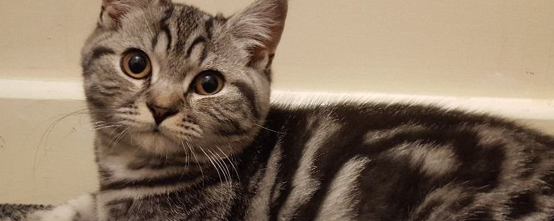 美短猫怎么看纯不纯