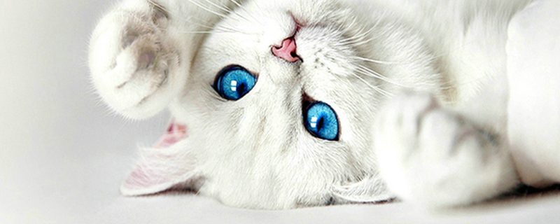 小奶猫一直叫怎么办