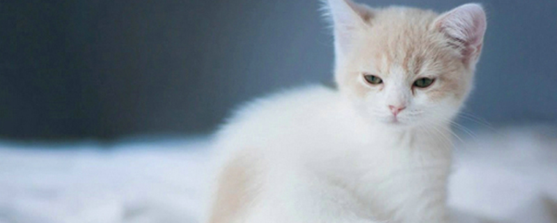 猫能带上火车吗